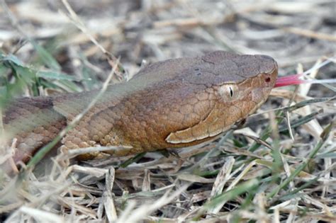 First Aid for Broad-Banded Copperhead Snake Bite