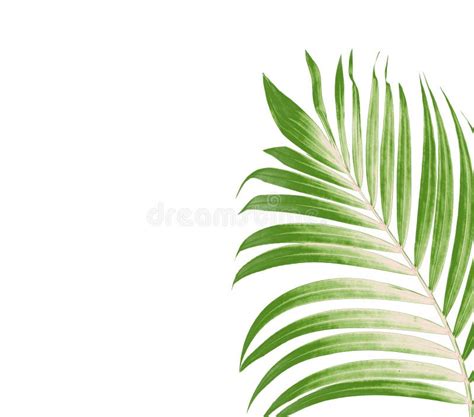 Green Leaf of Palm Tree on White Background Stock Illustration ...