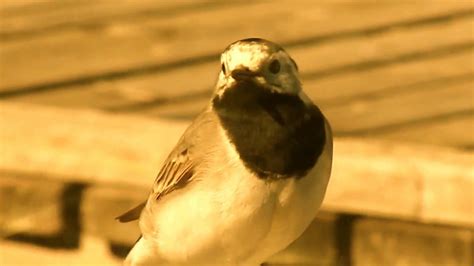 VÄSTÄRÄKKI AK KUYRUKSALLAYAN Motacilla alba 26 05 2011 wmv YouTube