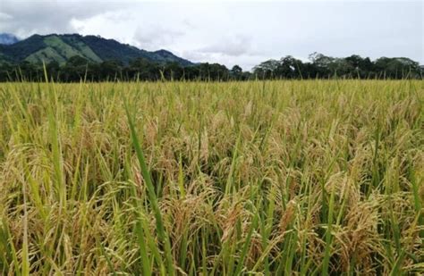 Superficie Sembrada De Arroz De Secano Representa Un 92 62 Para El