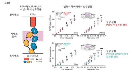 수면 장애와 뇌질환 관계는수면 조절 시냅스 기전 규명