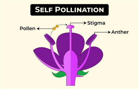 Types of Pollination - Self and Cross Pollination - GeeksforGeeks