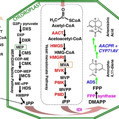 Outline Of The Integrated Mev And Mep Pathway The Mev Pathway Is On Download Scientific