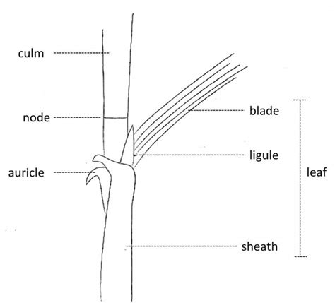 Ligule | Invasive plant species in Portugal