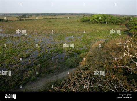 Pantanal wetlands Brazil Stock Photo - Alamy