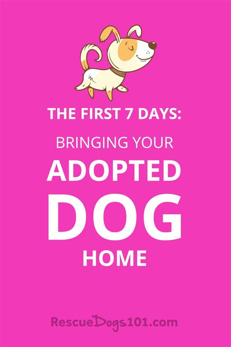 The First 7 Days Bringing Your Adopted Dog Home Puppy Adoption Dog