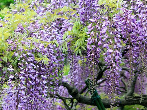 Fonds Decran Wisteria Arbres Fleurs Telecharger Photo Images