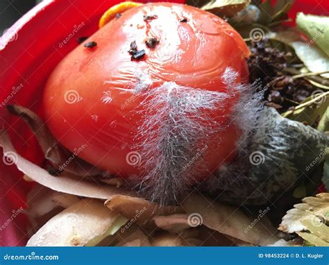 Funny Tomatoes Stock Image 74094643