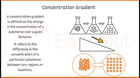 Concentration Gradient-Definition, Types & Examples