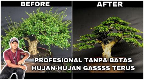 PROSES PENGAWATAN BONSAI HOKIANTI YouTube