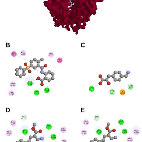 Top Ranking Docking Poses Of Compounds 7 8 24 And 30 Superimposed