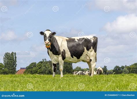 Cow Standing Full Length In Side View Holstein Milk Cattle Black And