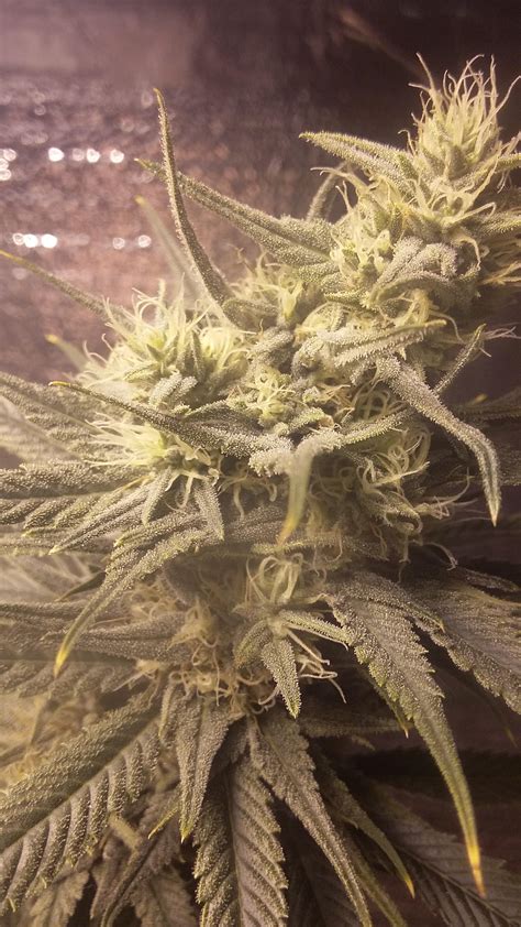 1023 Best Gorilla Glue 4 Images On Pholder Microgrowery Weed And Mo Mpics