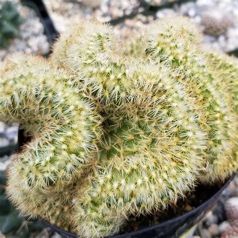 Shop Brain Cactus Mammillaria Elongata Cristata At Planet Desert