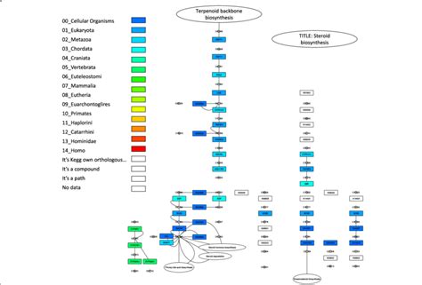 KEGG steroid biosynthesis pathway. Visualization of the KEGG steroid ...