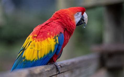 Scarlet Macaw Colorful Parrot Macaw Beautiful Parrot Macaw On A