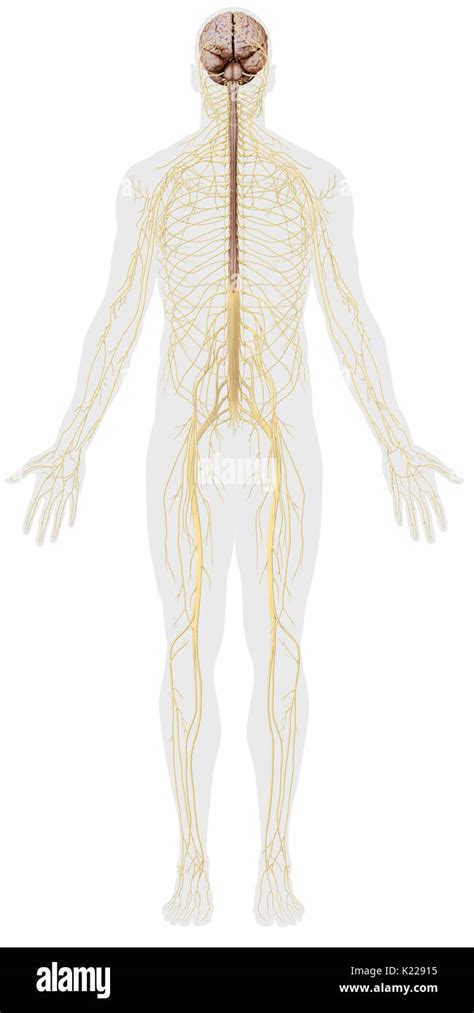 Schema Du Systeme Nerveux Dans Le Corps Humain