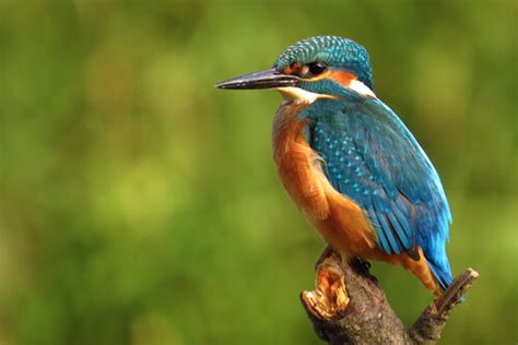 Kingfisher - Facts and Beyond | Biology Dictionary