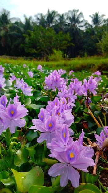 Un Campo De Flores Moradas Con Un Fondo Verde Foto Premium