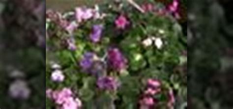 How to Care for African violets « Gardening :: WonderHowTo