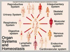 Organ System Pictures Image | Anatomy System - Human Body Anatomy diagram and chart images