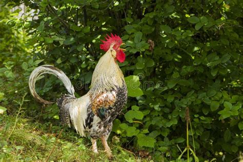 Rooster Crowing Stock Image Image Of Close Crowing 33287215