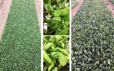 Signs And Symptoms Of Downy Mildew Disease In Spinach Plants Middle