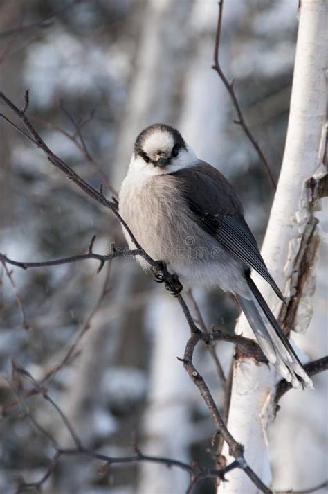 Grey Jay Bird Stock Photo. Grey Jay Bird Perch Winter Season Stock ...