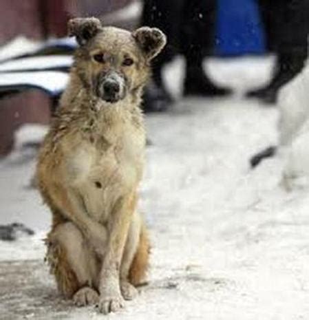 Which Country Has The Most Homeless Dogs