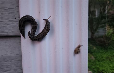 How To Keep Slugs Out Of Your House