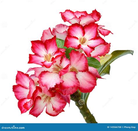 Desert rose flowers. stock photo. Image of belle, gros - 143566708