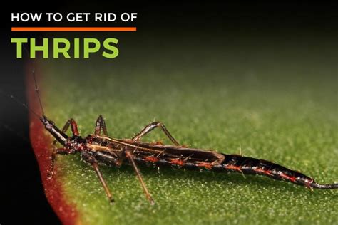 Thrips Life Cycle Thrips Control Thrip Killer