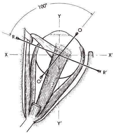 Relationship Of Muscle Plane Of Vertical Rectus Muscles And The Muscle