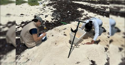 Arranca Temporada De Anidaci N De Tortugas Marinas En Cozumel Sol