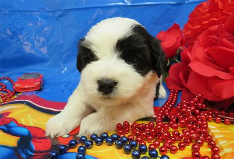 Bonnie Coton De Tulear Coton De Tulear Coton De Tulear Puppies