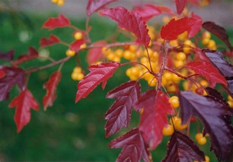 Malus Golden Raindrops® Crabapple From Hardscrabble Farms