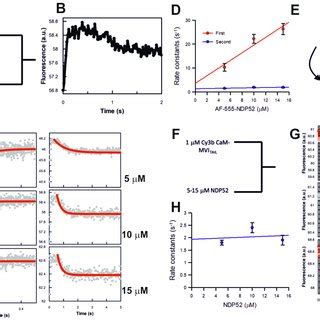 Binding Partner Driven Dimerization Of Myosin VI A Schematic Of The