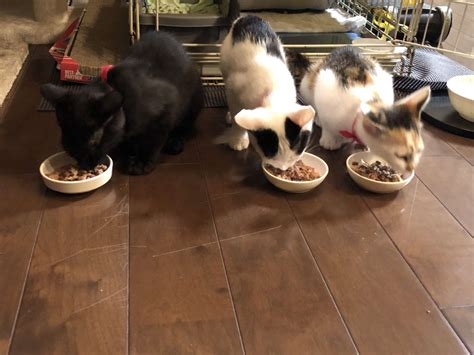 仕事が終わって、すぐご飯にしたにもかかわらず、待ちきれない子猫3匹ご飯食べる場所に行 マッサージやフットケア、姿勢矯正、痛みのケアは