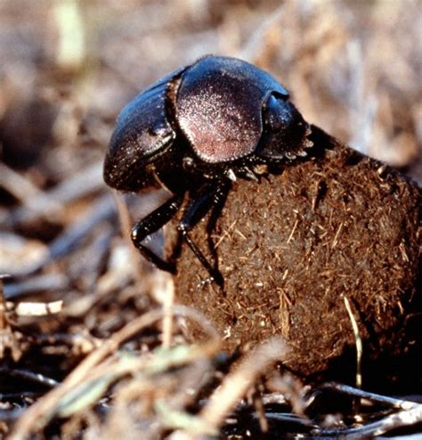 Want To Keep Cool Get Yourself A Dung Ball Say Scientists Who Found