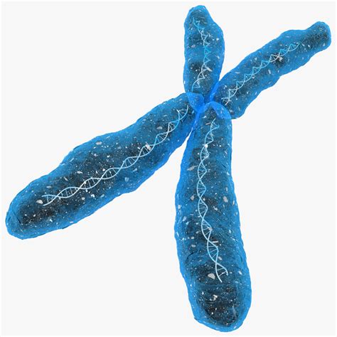 3d chromosome