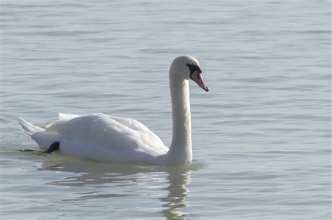 H Ckerschwan Vogel Schwimmen Kostenloses Foto Auf Pixabay Pixabay