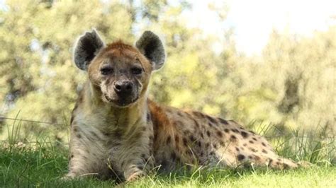 Spotted hyena (Crocuta crocuta), laughin... | Stock Video | Pond5