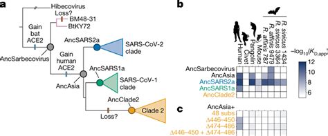 Ancestral Origins Of Sarbecovirus Ace2 Binding A Clade Collapsed Rbd