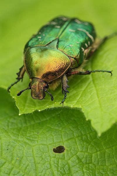 K Ferarten Ideen Insekten Hirschk Fer Antarktika