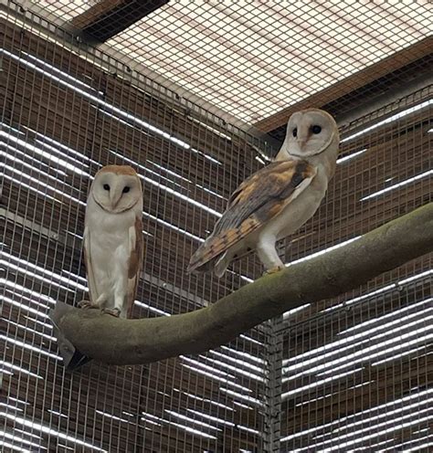 Sovy pálené z táborské zoologické zahrady mají jména Vybrali je