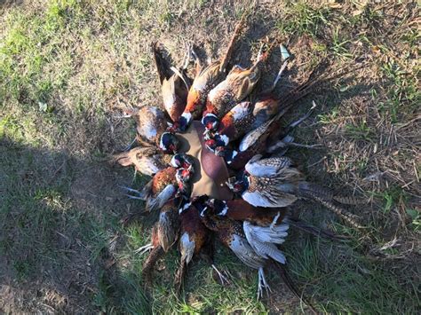 Texas Pheasant Hunts Guided Pheasant Hunting Trip Hawkeye Hunting Club