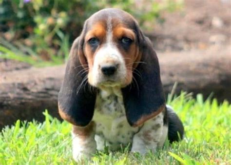 basset hound puppies  sale keystone puppies