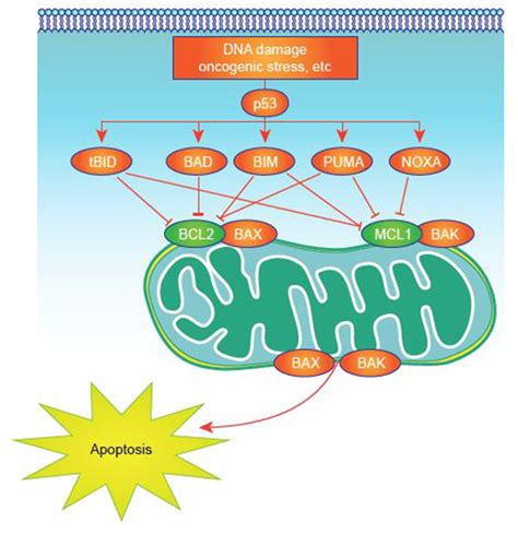 Apoptosis activation in normal and tumor cells. Apoptosis signaling is ...