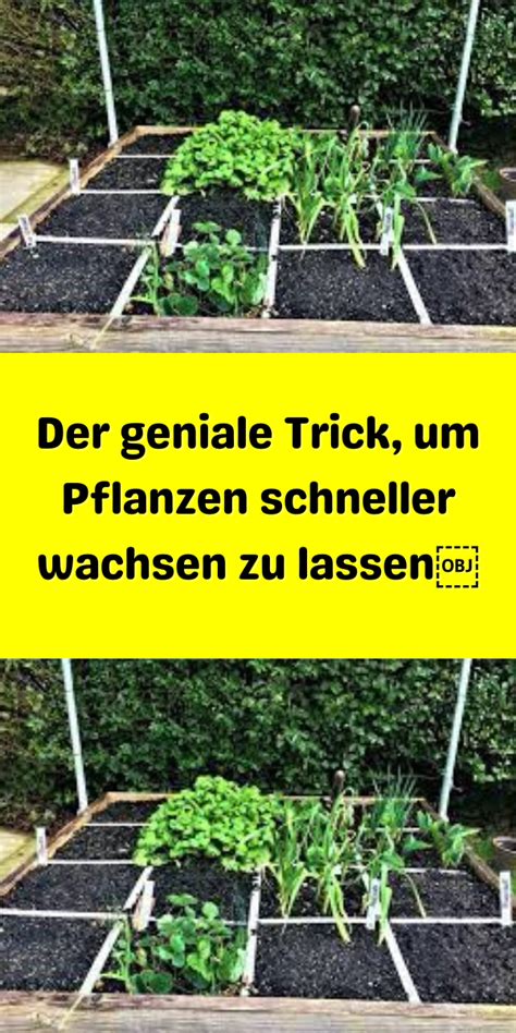 Der Geniale Trick Um Pflanzen Schneller Wachsen Zu Lassen Tricks