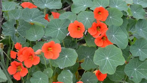 Grow Nasturtiums Abc Organic Gardener Magazine